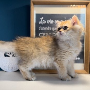 British longhair LOOF chaton roux doré aux yeux verts disponible à l’adoption - Black golden Shaded - ile de france - département 91 - Essonne - région parisienne British longhair LOOF chaton roux doré aux yeux verts disponible à l’adoption - Black golden Shaded - ile de france - département 91 - Essonne - région parisienne