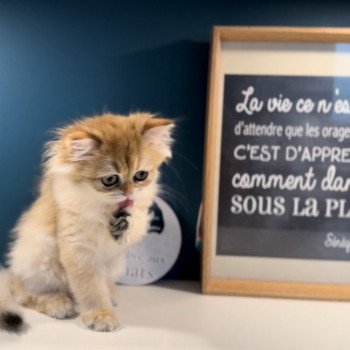 British longhair LOOF chaton roux doré aux yeux verts disponible à l’adoption - Black golden Shaded - ile de france - département 91 - Essonne - région parisienne British longhair LOOF chaton roux doré aux yeux verts disponible à l’adoption - Black golden Shaded - ile de france - département 91 - Essonne - région parisienne