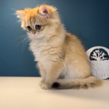 British longhair LOOF chaton roux doré aux yeux verts disponible à l’adoption - Black golden Shaded - ile de france - département 91 - Essonne - région parisienne British longhair LOOF chaton roux doré aux yeux verts disponible à l’adoption - Black golden Shaded - ile de france - département 91 - Essonne - région parisienne