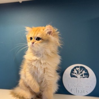 British longhair LOOF chaton roux doré aux yeux verts disponible à l’adoption - Black golden Shaded - ile de france - département 91 - Essonne - région parisienne British longhair LOOF chaton roux doré aux yeux verts disponible à l’adoption - Black golden Shaded - ile de france - département 91 - Essonne - région parisienne