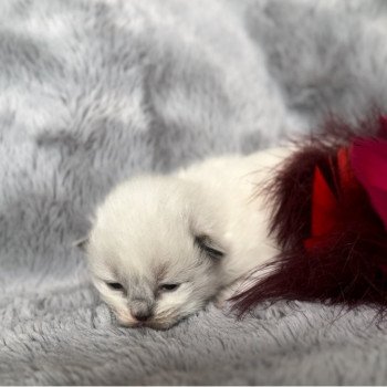 Elevage Ragdoll LOOF grande lignées chaton aux yeux bleus disponible à l’adoption - Seal point mitted - Hauts de France - département 62  - Pas-de-Calais