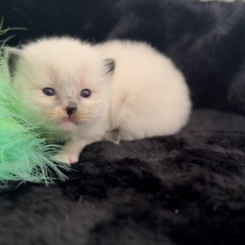 Elevage Ragdoll LOOF grande lignées chaton aux yeux bleus disponible à l’adoption - Seal point mitted - Hauts de France - département 62  - Pas-de-Calais