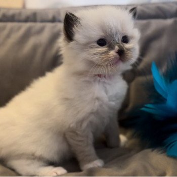 Elevage Ragdoll LOOF grande lignées chaton aux yeux bleus disponible à l’adoption - Seal point mitted - Hauts de France - département 62  - Pas-de-Calais