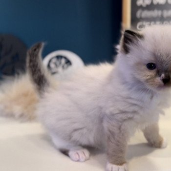 Elevage Ragdoll LOOF grande lignées chaton aux yeux bleus disponible à l’adoption - Seal point mitted - Hauts de France - département 62  - Pas-de-Calais