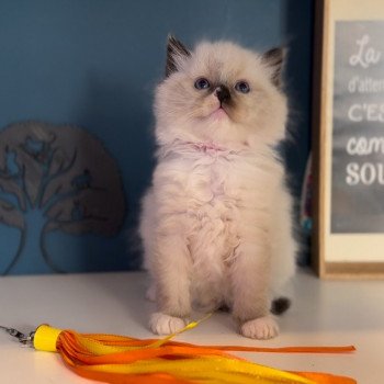 Elevage Ragdoll LOOF grande lignées chaton aux yeux bleus disponible à l’adoption - Seal point mitted - Hauts de France - département 62  - Pas-de-Calais