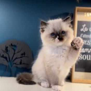 Elevage Ragdoll LOOF grande lignées chaton aux yeux bleus disponible à l’adoption - Seal point mitted - Hauts de France - département 62  - Pas-de-Calais