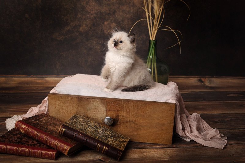 Zelda de l'Arbre aux Chats Femelle Ragdoll
