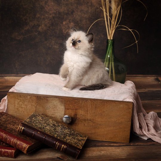 Zelda de l'Arbre aux Chats Femelle Ragdoll