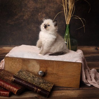 Zelda de l'Arbre aux Chats Femelle Ragdoll