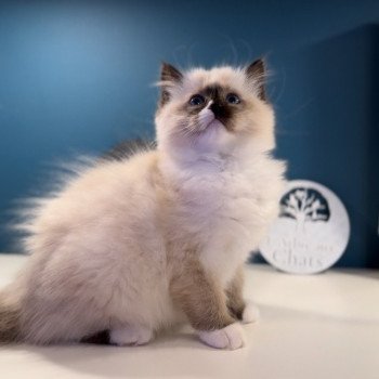 Elevage Ragdoll LOOF grande lignées chaton aux yeux bleus disponible à l’adoption - Seal point mitted - Hauts de France - département 62  - Pas-de-Calais