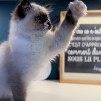 Elevage Ragdoll LOOF grande lignées chaton aux yeux bleus disponible à l’adoption - Seal point mitted - Hauts de France - département 62  - Pas-de-Calais