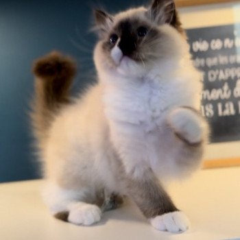 Elevage Ragdoll LOOF grande lignées chaton aux yeux bleus disponible à l’adoption - Seal point mitted - Hauts de France - département 62  - Pas-de-Calais