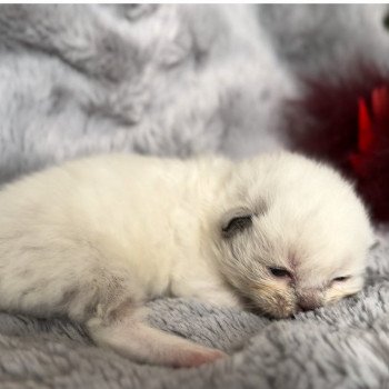 chaton Ragdoll Seal mitted Disponible Paris - Ile de France - région parisienne