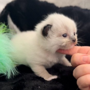 Elevage Ragdoll LOOF grandes lignées chaton aux yeux bleus disponible à l’adoption - Seal point mitted - Hauts de France - département 62 - Pas-de-Calais Elevage Ragdoll LOOF grandes lignées chaton aux yeux bleus disponible à l’adoption - Seal point mitted - Hauts de France - département 62 - Pas-de-Calais