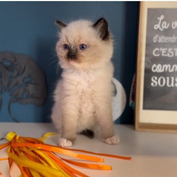 chaton Ragdoll black mitted Zéphyr L'Arbre aux Chats