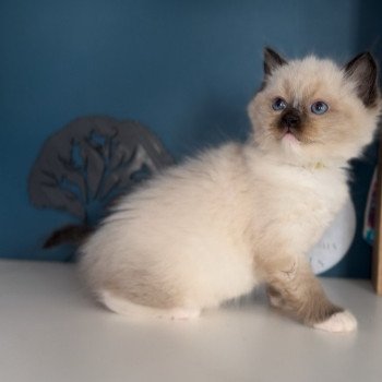 chaton Ragdoll black mitted Zéphyr L'Arbre aux Chats