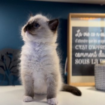 Elevage Ragdoll LOOF grandes lignées chaton aux yeux bleus disponible à l’adoption - Seal point mitted - Hauts de France - département 62 - Pas-de-Calais Elevage Ragdoll LOOF grandes lignées chaton aux yeux bleus disponible à l’adoption - Seal point mitted - Hauts de France - département 62 - Pas-de-Calais