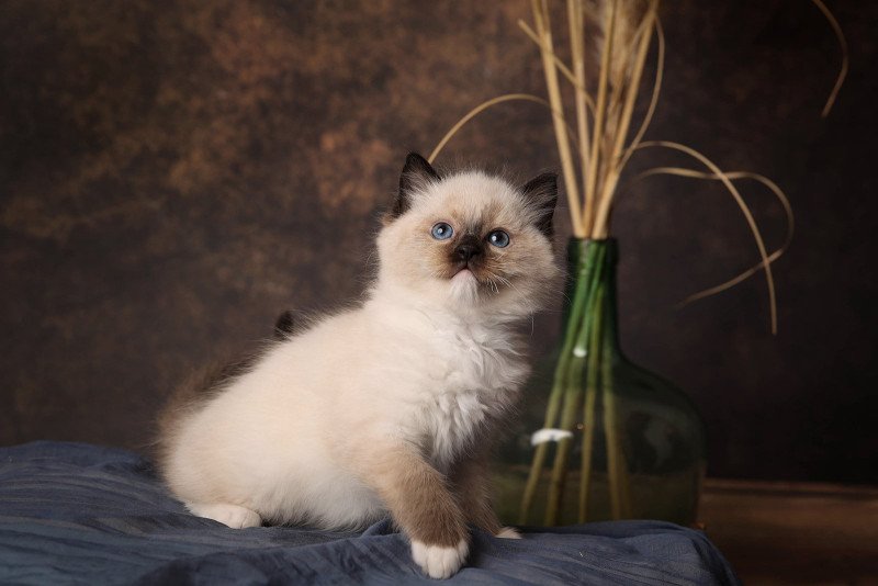 Zéphyr de l'Arbre aux Chats Mâle Ragdoll Zéphyr de l'Arbre aux Chats Mâle Ragdoll
