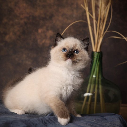 Zéphyr de l'Arbre aux Chats Mâle Ragdoll