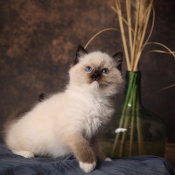 Zéphyr de l'Arbre aux Chats Mâle Ragdoll