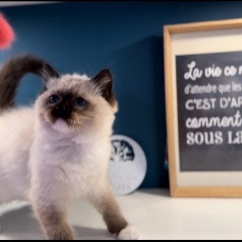 Elevage Ragdoll LOOF grandes lignées chaton aux yeux bleus disponible à l’adoption - Seal point mitted - Hauts de France - département 62 - Pas-de-Calais Elevage Ragdoll LOOF grandes lignées chaton aux yeux bleus disponible à l’adoption - Seal point mitted - Hauts de France - département 62 - Pas-de-Calais