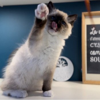 Elevage Ragdoll LOOF grandes lignées chaton aux yeux bleus disponible à l’adoption - Seal point mitted - Hauts de France - département 62 - Pas-de-Calais Elevage Ragdoll LOOF grandes lignées chaton aux yeux bleus disponible à l’adoption - Seal point mitted - Hauts de France - département 62 - Pas-de-Calais