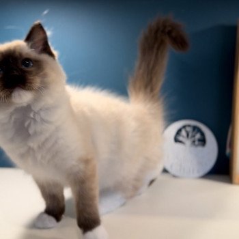 Elevage Ragdoll LOOF grandes lignées chaton aux yeux bleus disponible à l’adoption - Seal point mitted - Hauts de France - département 62 - Pas-de-Calais Elevage Ragdoll LOOF grandes lignées chaton aux yeux bleus disponible à l’adoption - Seal point mitted - Hauts de France - département 62 - Pas-de-Calais