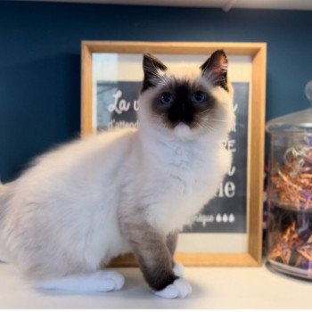 Elevage Ragdoll LOOF grandes lignées chaton aux yeux bleus disponible à l’adoption - Seal point mitted - Hauts de France - département 62 - Pas-de-Calais Elevage Ragdoll LOOF grandes lignées chaton aux yeux bleus disponible à l’adoption - Seal point mitted - Hauts de France - département 62 - Pas-de-Calais