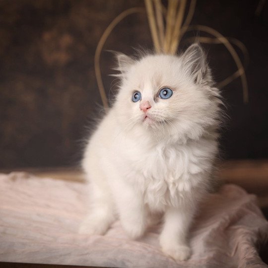 Youmie de l'Arbre aux Chats Femelle Ragdoll