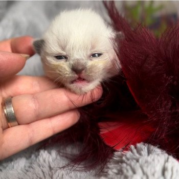 Elevage Ragdoll LOOF grandes lignées chaton aux yeux bleus disponible à l’adoption - seal point mitted gants blancs- Ile de France - département 94 - Val-de-Marne - Région parisienne