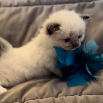 Elevage Ragdoll LOOF grandes lignées chaton aux yeux bleus disponible à l’adoption - seal point mitted gants blancs- Ile de France - département 94 - Val-de-Marne - Région parisienne