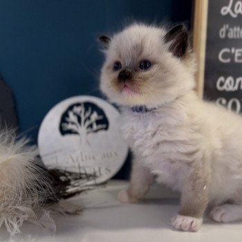 Elevage Ragdoll LOOF grandes lignées chaton aux yeux bleus disponible à l’adoption - seal point mitted gants blancs- Ile de France - département 94 - Val-de-Marne - Région parisienne