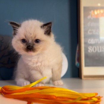 Elevage Ragdoll LOOF grandes lignées chaton aux yeux bleus disponible à l’adoption - seal point mitted gants blancs- Ile de France - département 94 - Val-de-Marne - Région parisienne