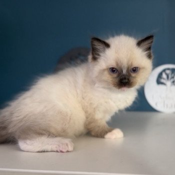 chaton Ragdoll black mitted Zazou L'Arbre aux Chats