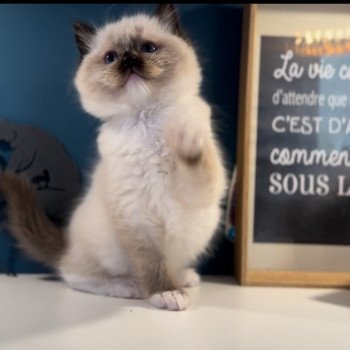 Elevage Ragdoll LOOF grandes lignées chaton aux yeux bleus disponible à l’adoption - seal point mitted gants blancs- Ile de France - département 94 - Val-de-Marne - Région parisienne