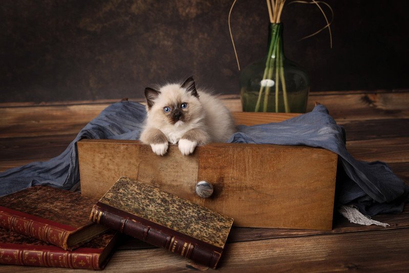 Zazou de l'Arbre aux Chats Mâle Ragdoll