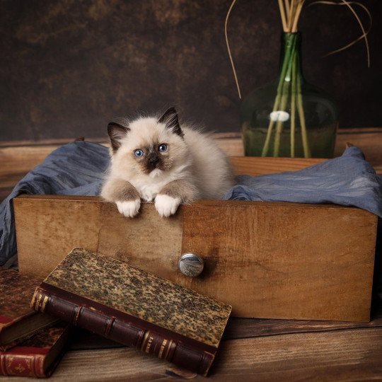 Zazou de l'Arbre aux Chats Mâle Ragdoll
