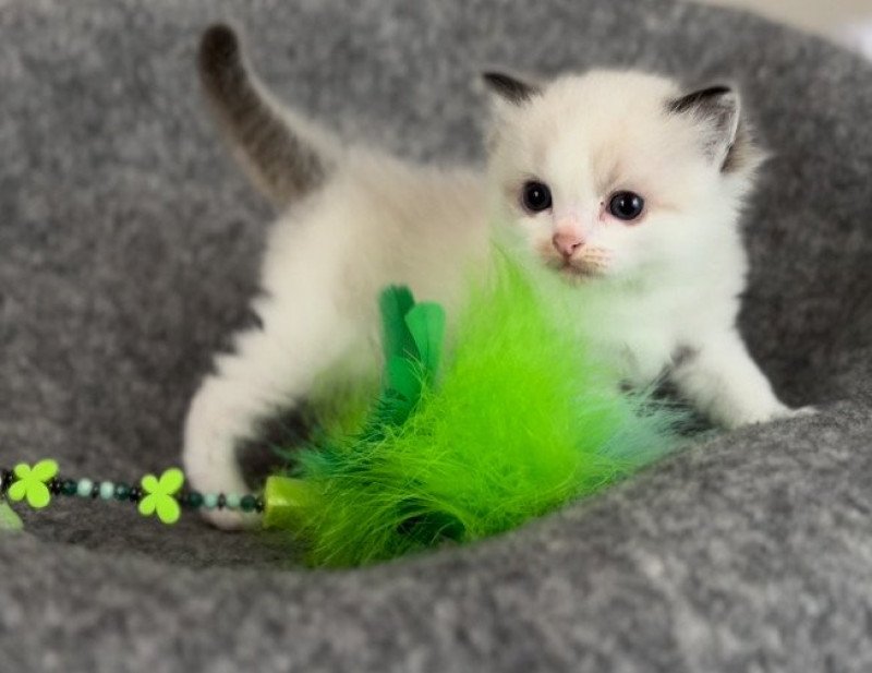 1er chaton (Portée Harmony ❤ Totem) - Mâle seal point bicolor Collier vert Mâle Ragdoll