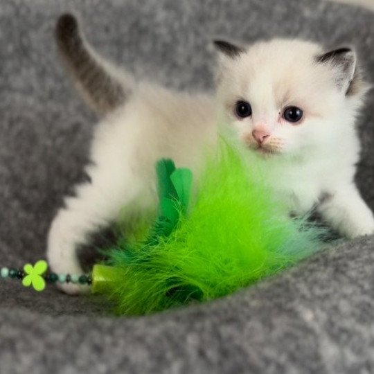 1er chaton (Portée Harmony ❤ Totem) - Mâle seal point bicolor Collier vert Mâle Ragdoll