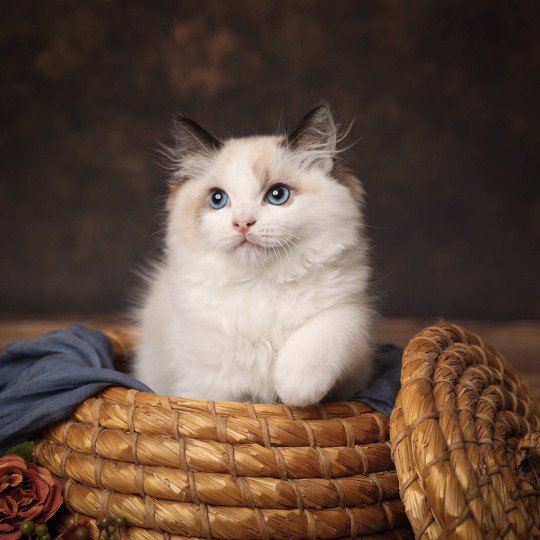 Yoshi de l'Arbre aux Chats Mâle Ragdoll