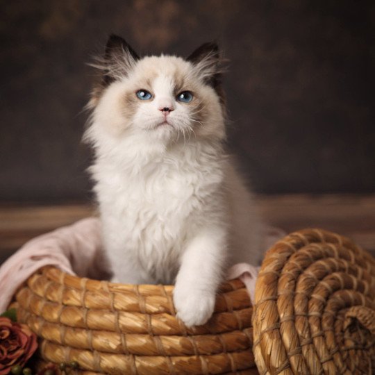 Zoé de l'Arbre aux Chats Femelle Ragdoll