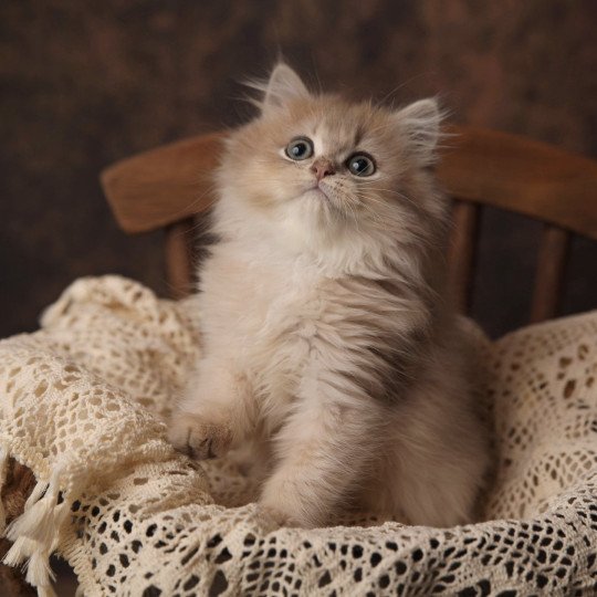 Watson de l'Arbre aux Chats Mâle British Longhair