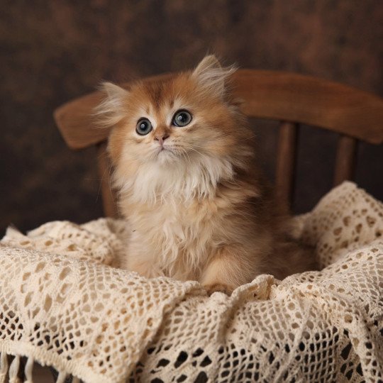 Za’zou de l'Arbre aux Chats Mâle British Longhair