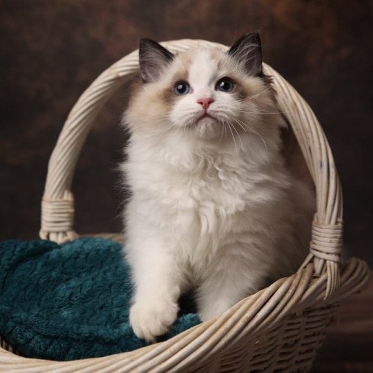 Voyou de l'Arbre aux Chats Mâle Ragdoll