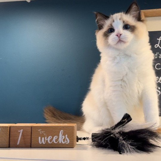 Verlaine de l'Arbre aux Chats Mâle Ragdoll