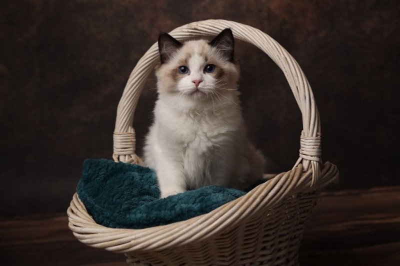 Verlaine de l'Arbre aux Chats Mâle Ragdoll Verlaine de l'Arbre aux Chats Mâle Ragdoll