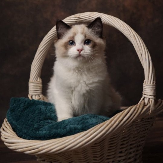 Verlaine de l'Arbre aux Chats Mâle Ragdoll
