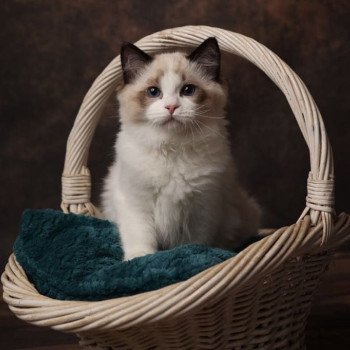 Elevage sérieux de Ragdoll LOOF grandes lignées chaton aux yeux bleus disponible à l’adoption - Seal point et blanc bicolore- Région parisienne - Saint cloud - département 92 - Ile de france Elevage sérieux de Ragdoll LOOF grandes lignées chaton aux yeux bleus disponible à l’adoption - Seal point et blanc bicolore- Région parisienne - Saint cloud - département 92 - Ile de france