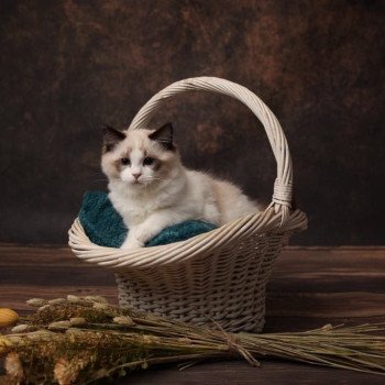 Elevage sérieux de Ragdoll LOOF grandes lignées chaton aux yeux bleus disponible à l’adoption - Seal point et blanc bicolore- Région parisienne - Saint cloud - département 92 - Ile de france Elevage sérieux de Ragdoll LOOF grandes lignées chaton aux yeux bleus disponible à l’adoption - Seal point et blanc bicolore- Région parisienne - Saint cloud - département 92 - Ile de france