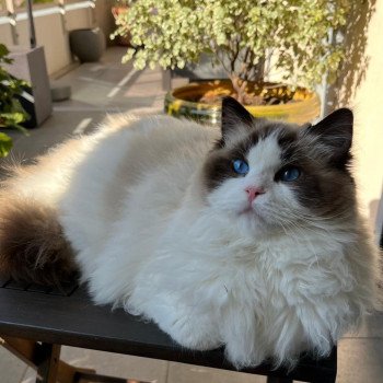 Elevage sérieux de Ragdoll LOOF grandes lignées chaton aux yeux bleus disponible à l’adoption - Seal point et blanc bicolore- Région parisienne - Saint cloud - département 92 - Ile de france Elevage sérieux de Ragdoll LOOF grandes lignées chaton aux yeux bleus disponible à l’adoption - Seal point et blanc bicolore- Région parisienne - Saint cloud - département 92 - Ile de france